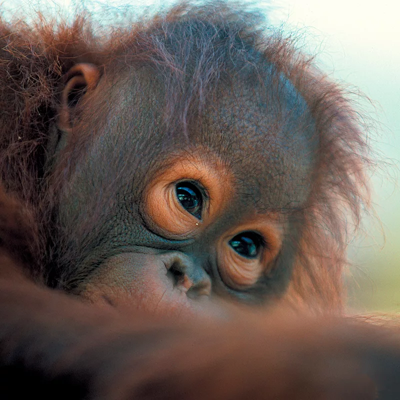 Semengoh Orangutang Center