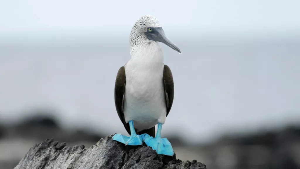Blue Footed Booby