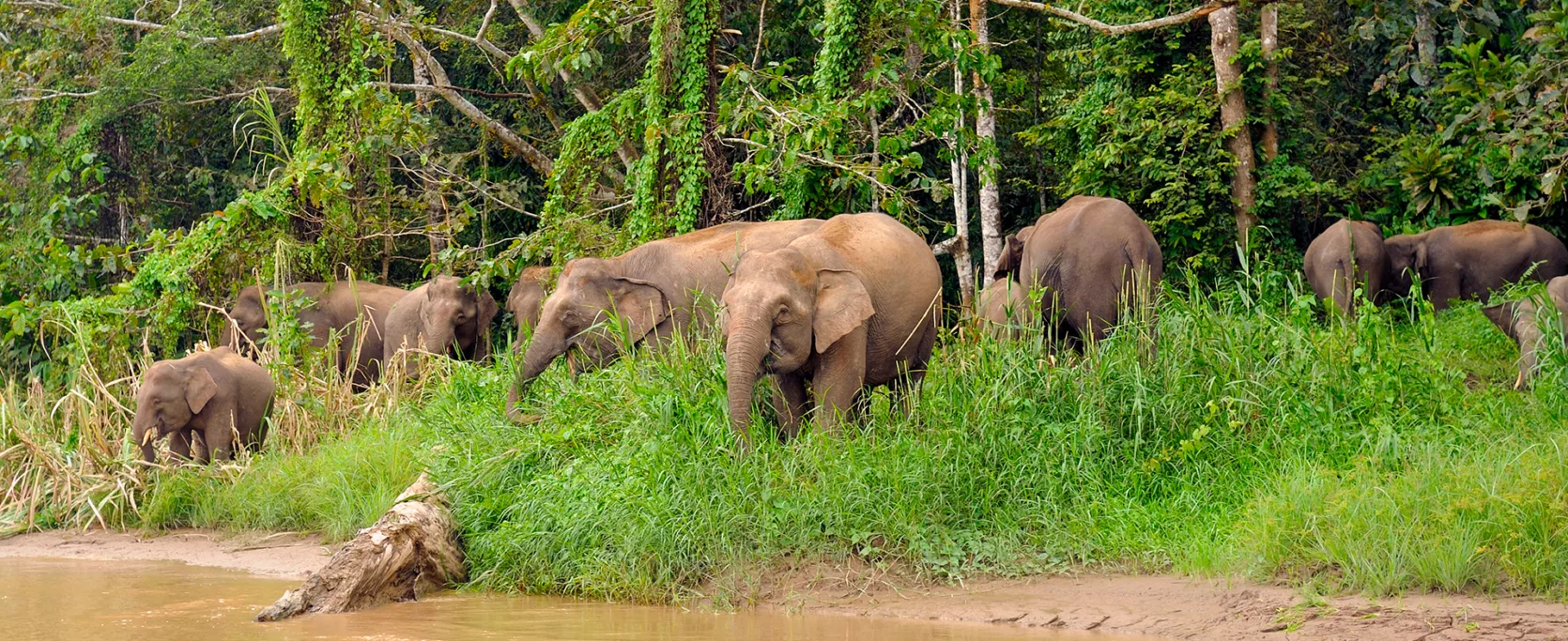 Family Of Wild Borneos Pygmy Elephants