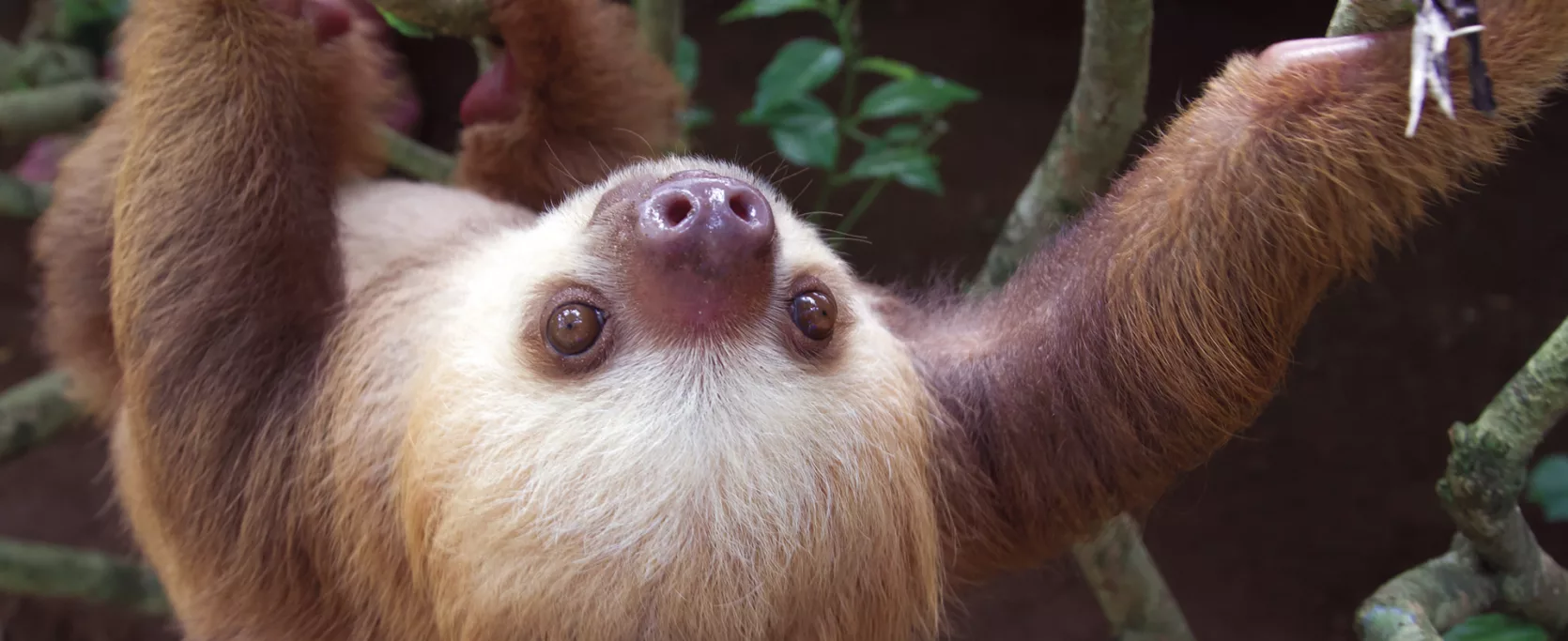Hoffmanns Two Toed Sloth Choloepus Hoffmanni In Puerto Viejo