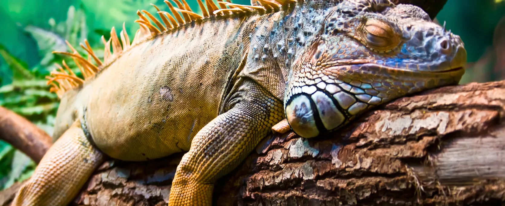 Iguana
