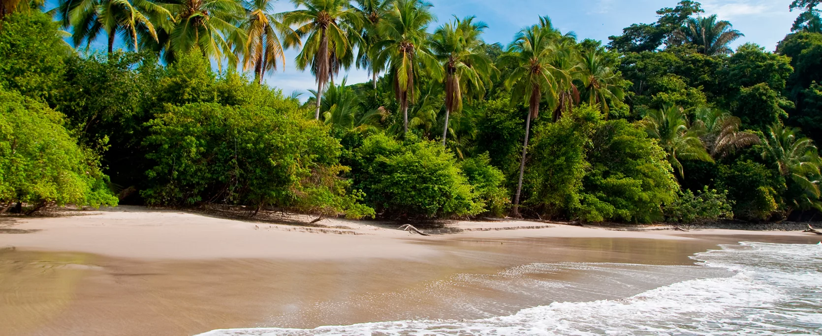 Palm Trees On The Beach