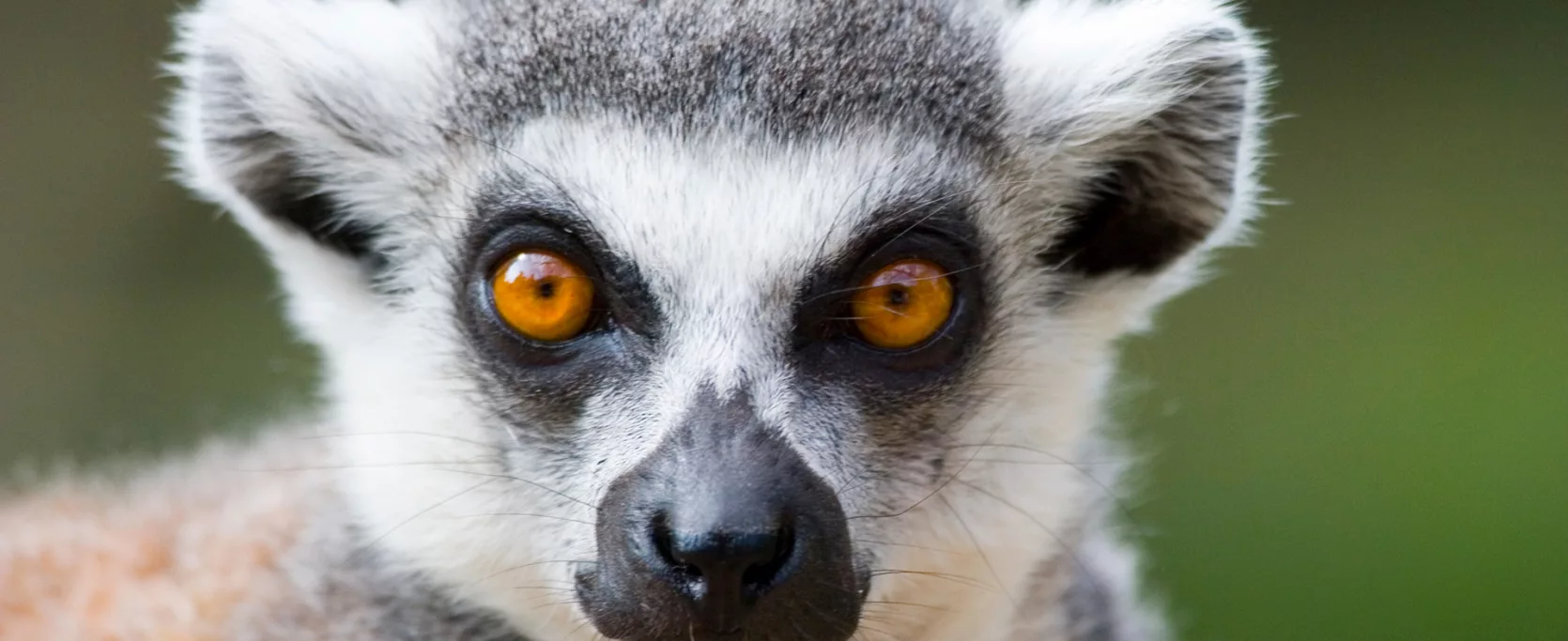 Ring Tailed Lemur Portrait