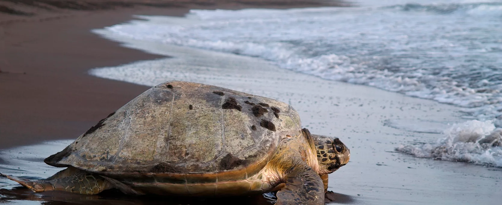 Sea Turtle Crawling From The Beach To The Sea In Tortuguero National Park