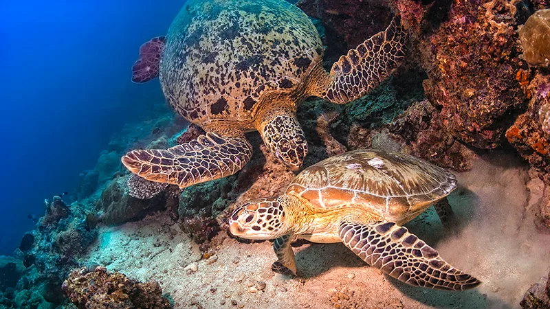 Snorkeltur til Tunku Abdul Rahman Marinepark