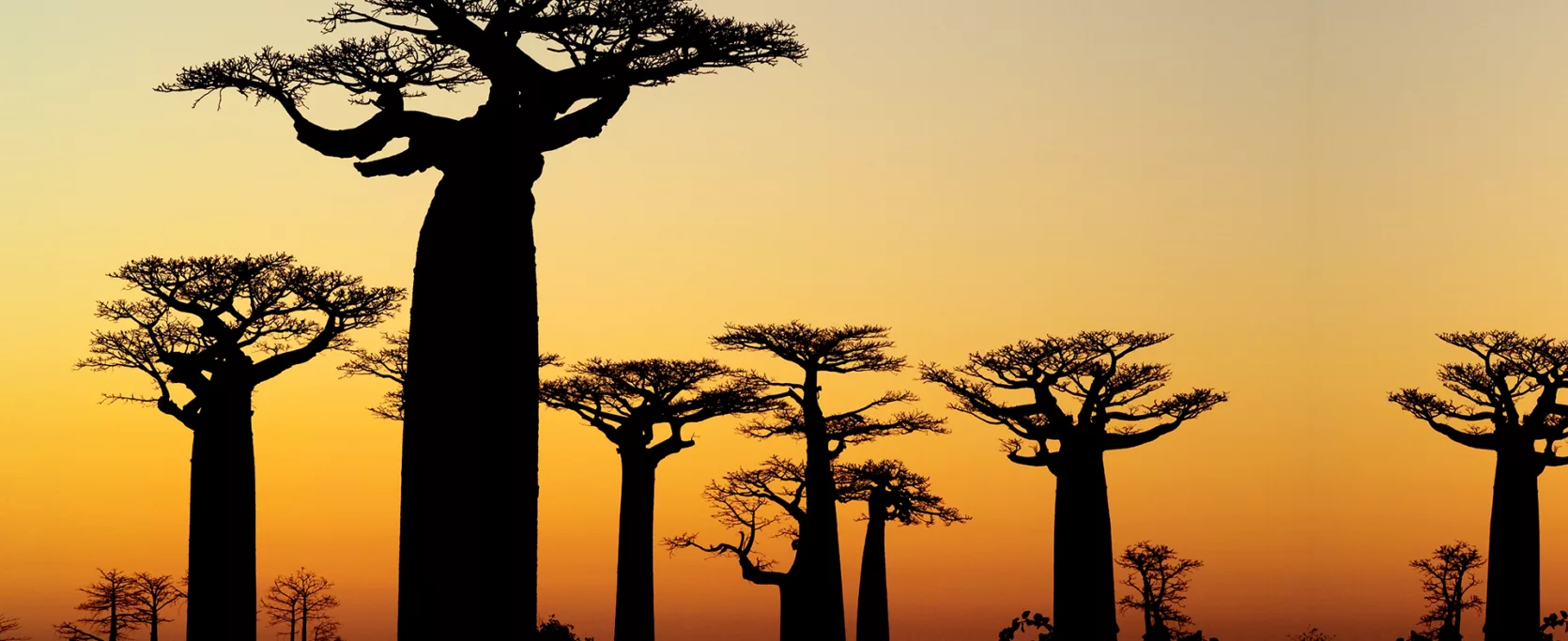 Baobab Sunset Silhouette