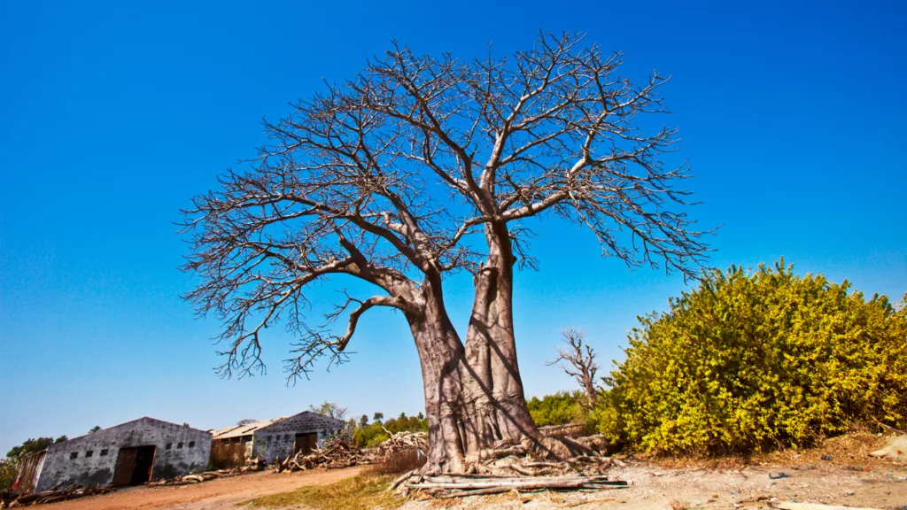 Boabab Tree