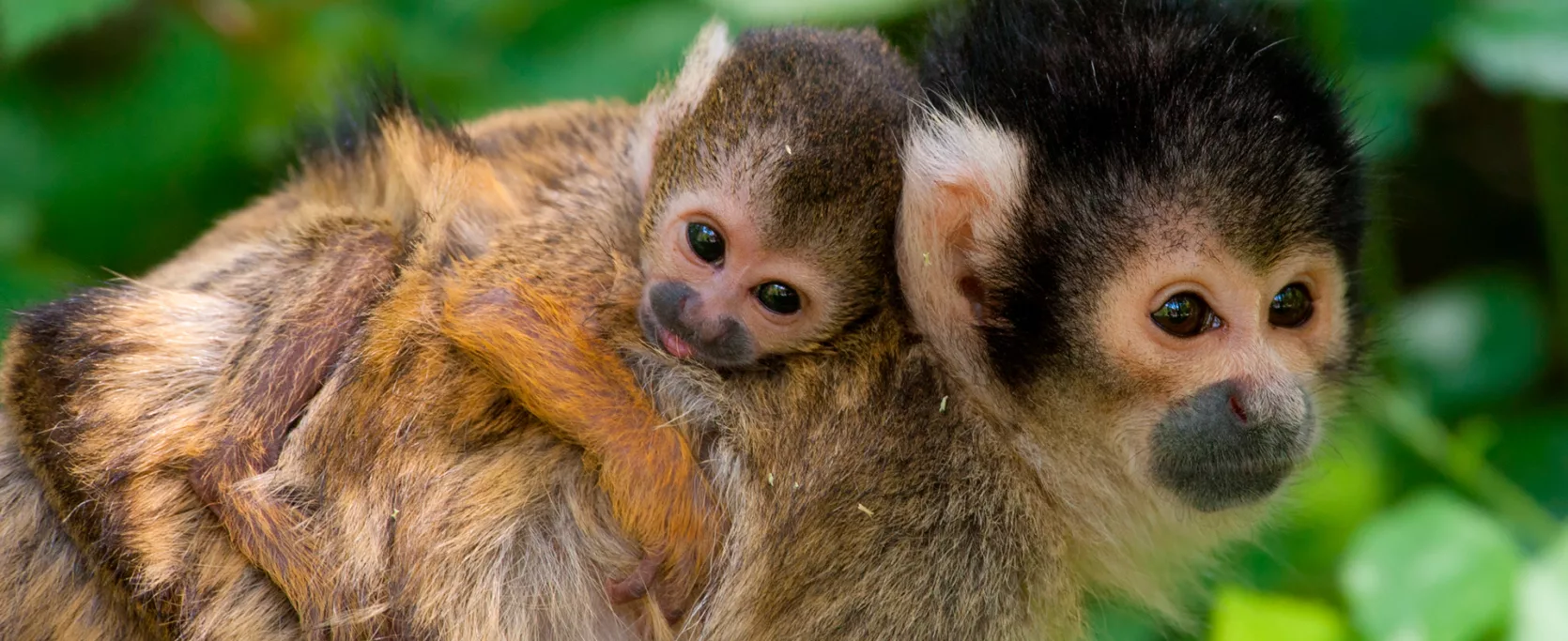 Cute Squirrel Monkey With Baby