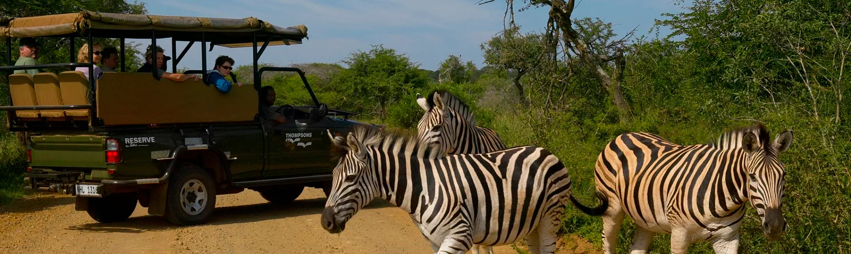 Zebra