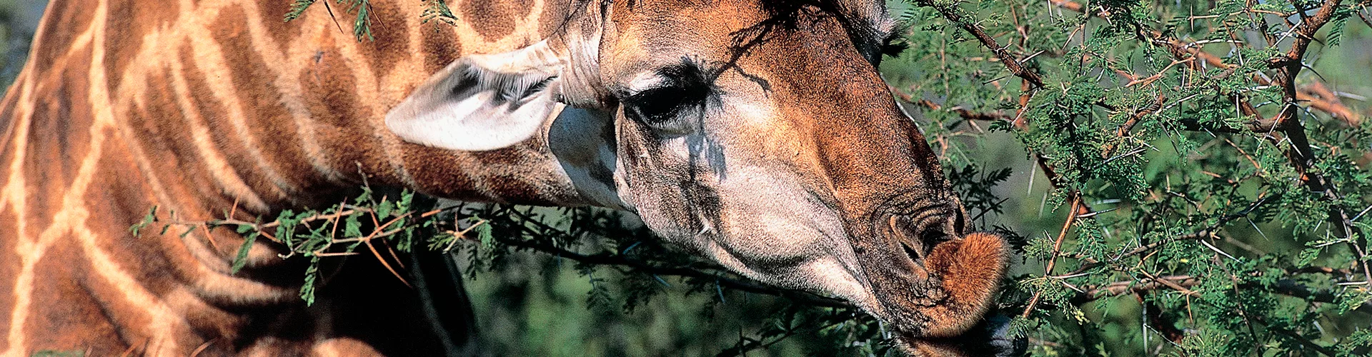 Giraffe