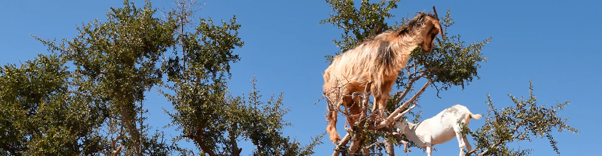 Argan Trees