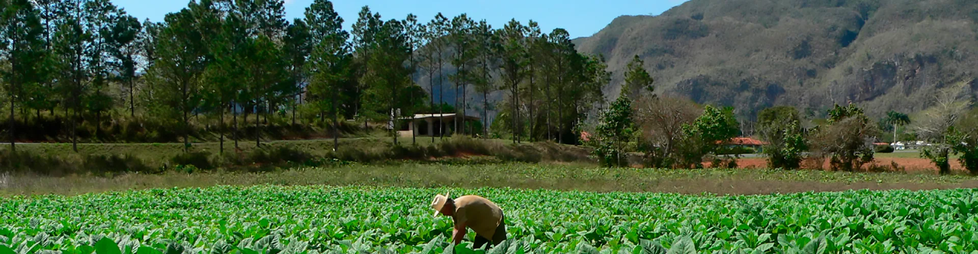 Cuba Vinales Dalen
