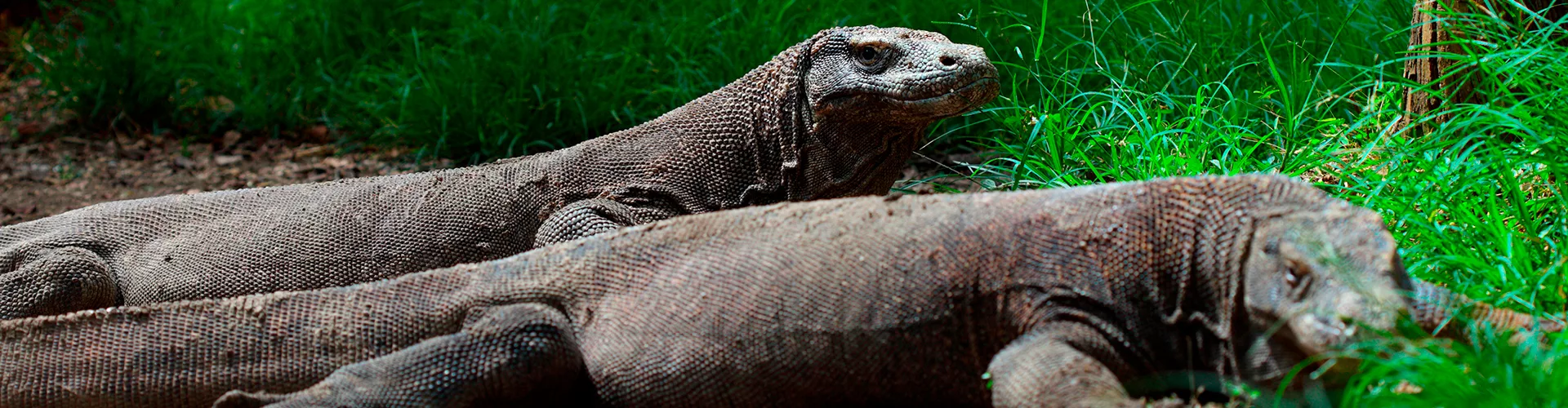 Komodo Dragons