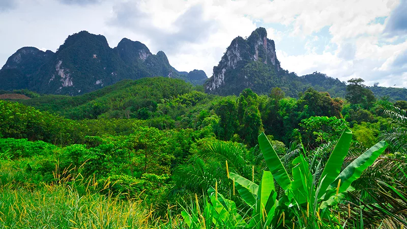 Krabi: Jungle Safari