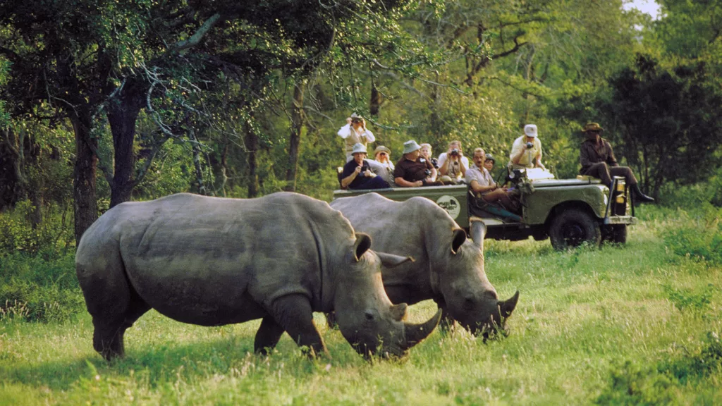 White Rhino