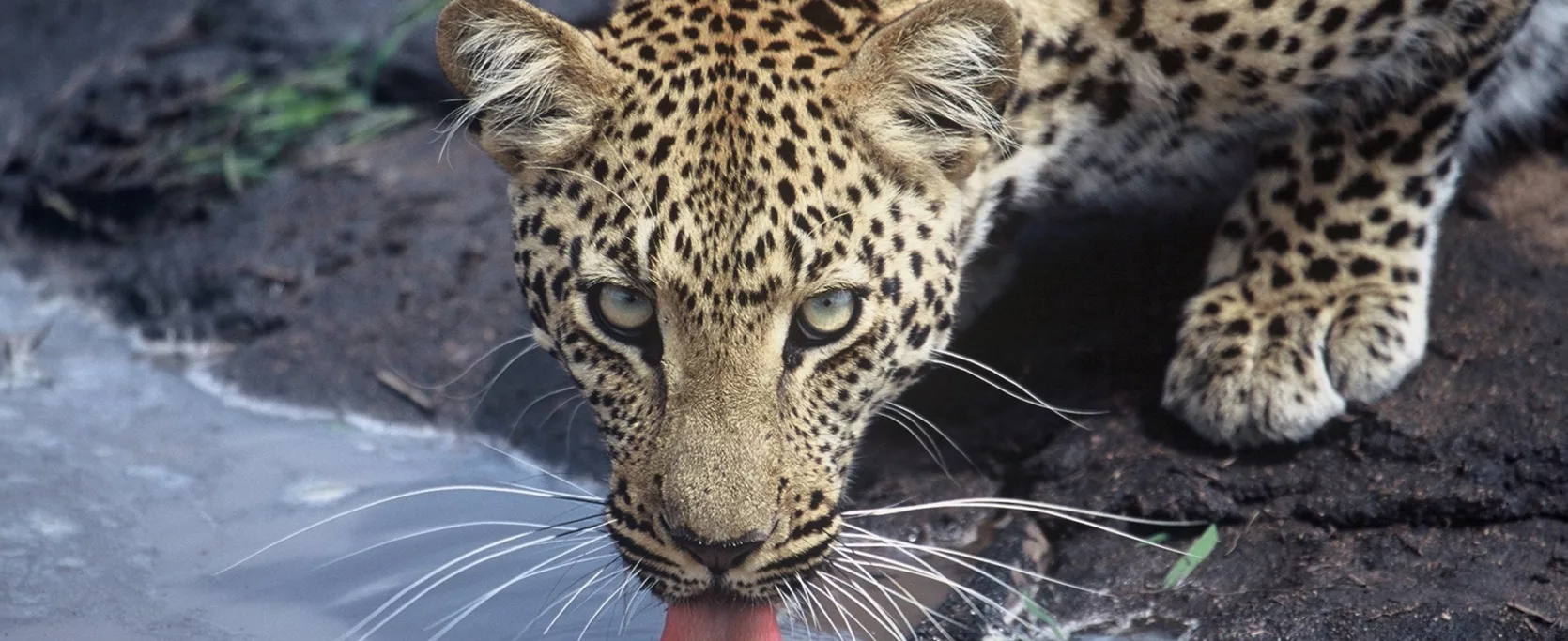 Wildlife C