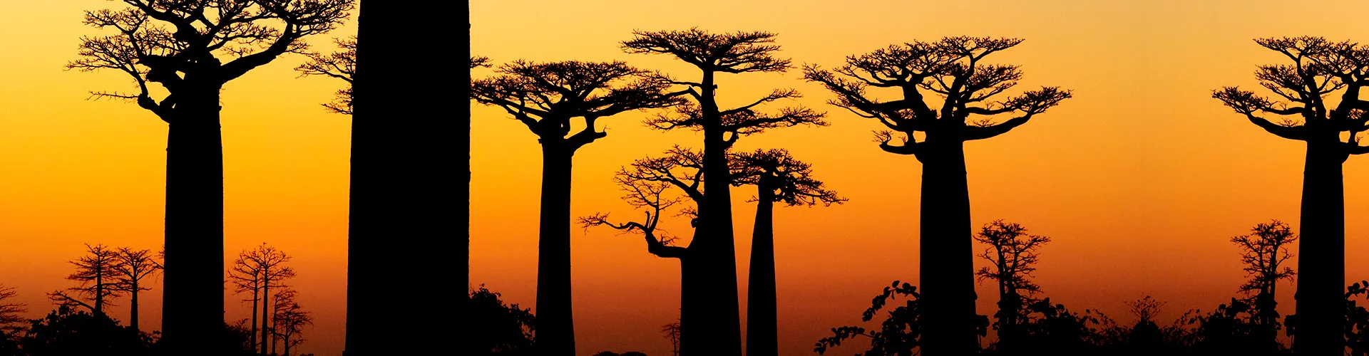 Baobab Sunset Silhouette