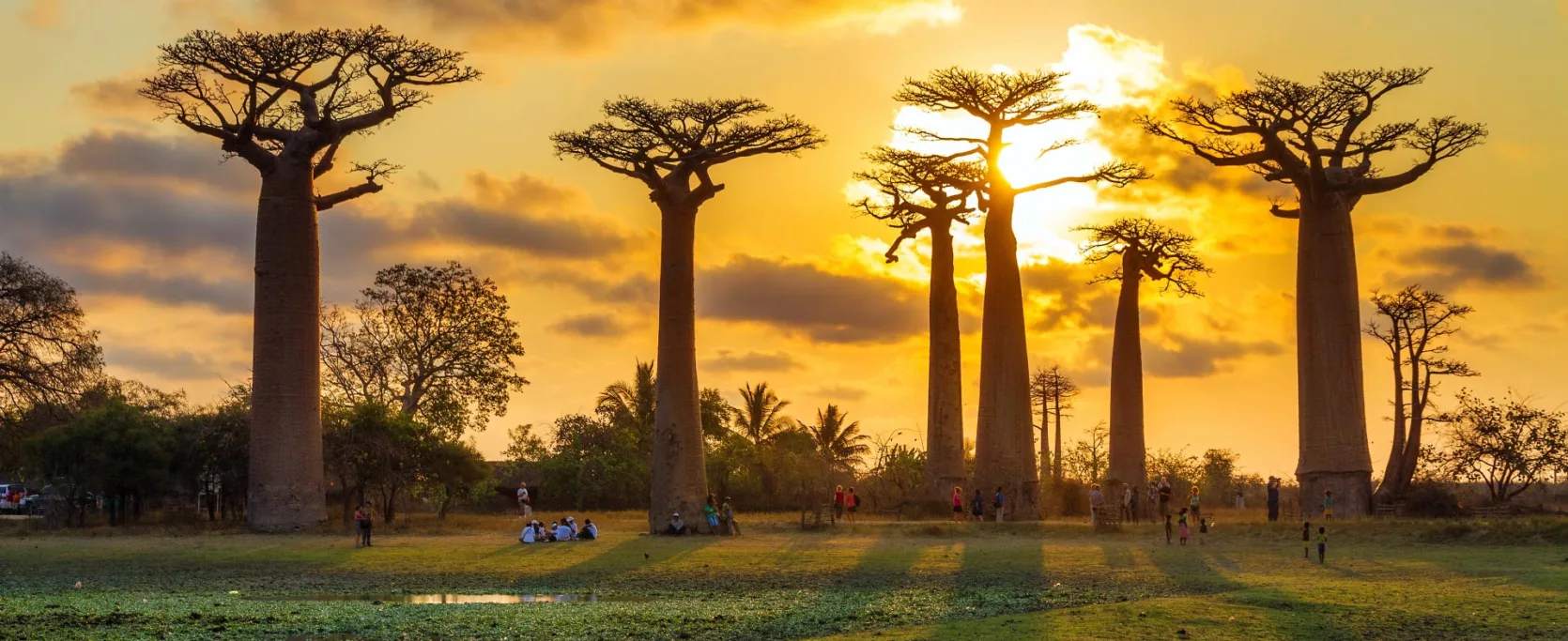 Beautiful Baobab Trees At Sunset At The Avenue Of The Baobabs In Madagascar