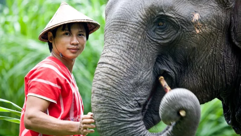 Elephant Hills Jungle Camp