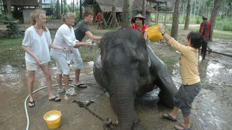 Elephant Hills Jungle Camp