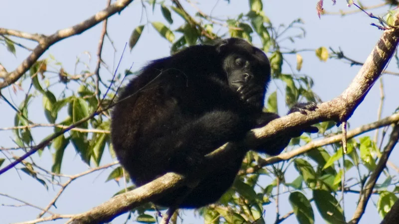Mawamba Lodge