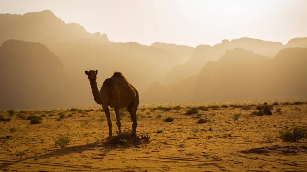 Desert Of Wadi Rum