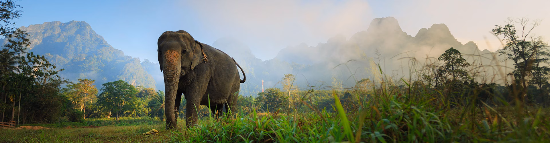 Elephant Hills Khao Sok
