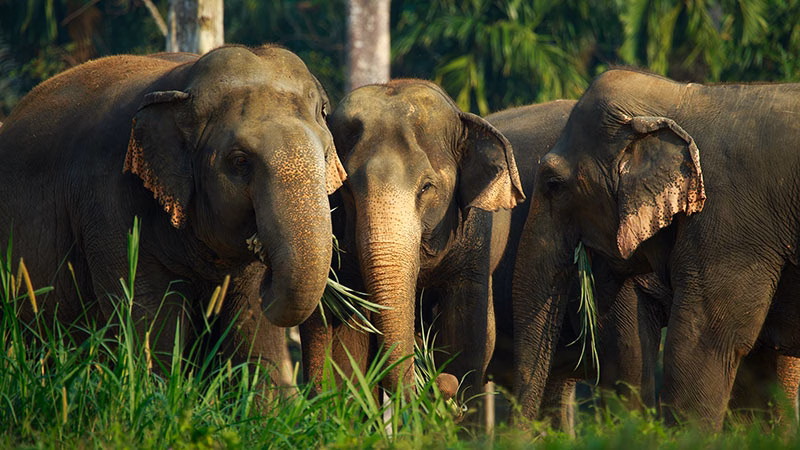 H Ethical Elephant Experience At Elephant Hills Luxury Tented Camp Khao Sok National Park Thailand No Elephant Riding Or Trekking