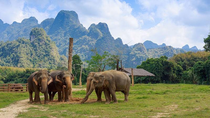 H Ethical Elephant Experience At Elephant Hills Luxury Tented Camp Khao Sok National Park Thailand No Elephant Riding Or Trekking