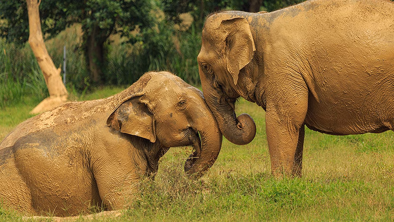 H Ethical Elephant Experience At Elephant Hills Luxury Tented Camp Khao Sok National Park Thailand No Elephant Riding Or Trekking
