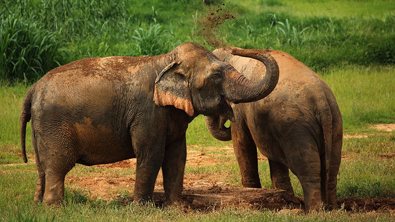 H Ethical Elephant Experience At Elephant Hills Luxury Tented Camp Khao Sok National Park Thailand No Elephant Riding Or Trekking