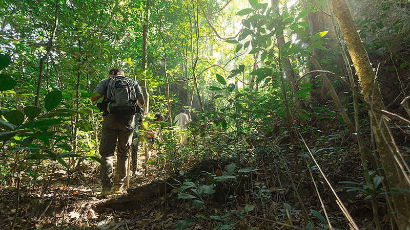 T Elephant Hills Luxury Tented Camp Khao Sok National Park Thailand Activities Jungle Trekking