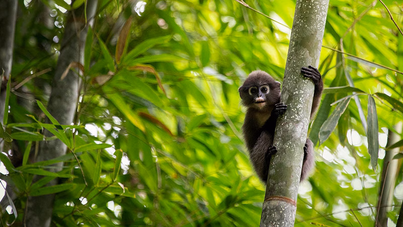 W Elephant Hills Khao Sok National Park Thailand Wildlife Dusky Langur