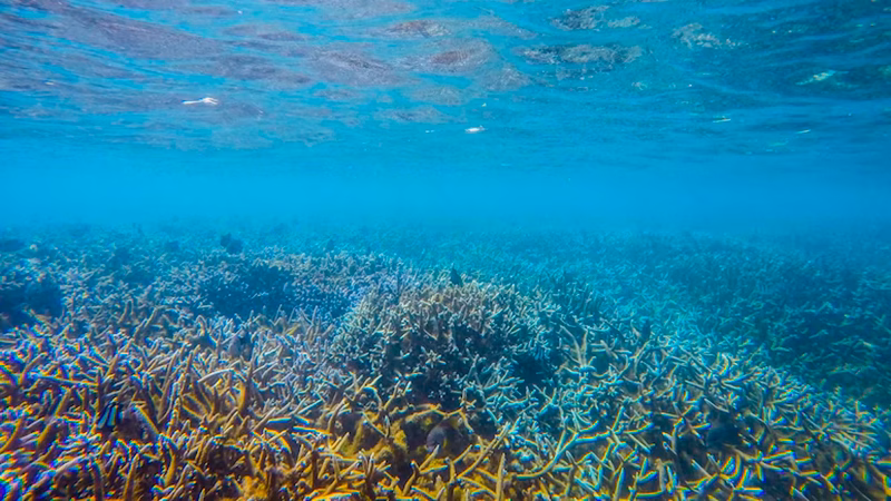 Outrigger Mauritius Beach Resort