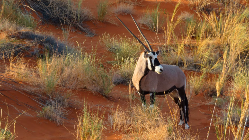 Oryx
