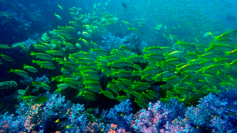 Mayalay Beach Resort