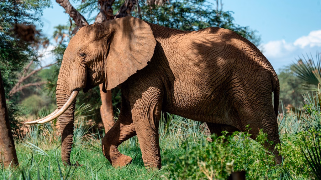 Elephant