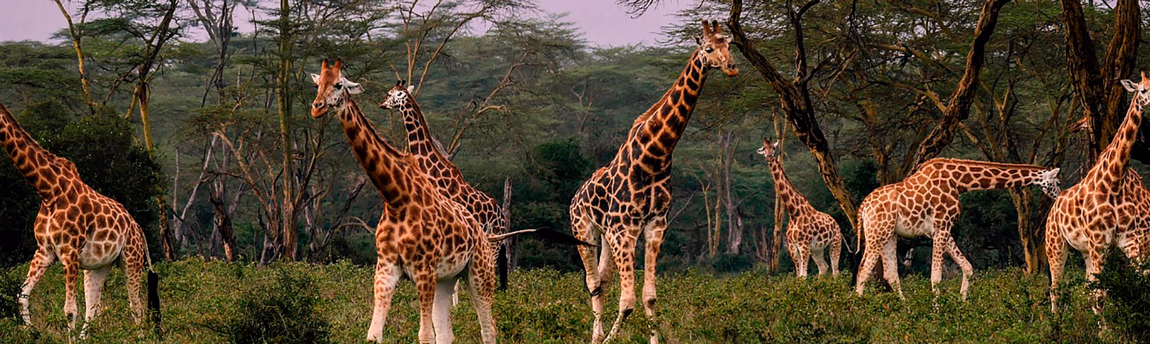 Giraffes