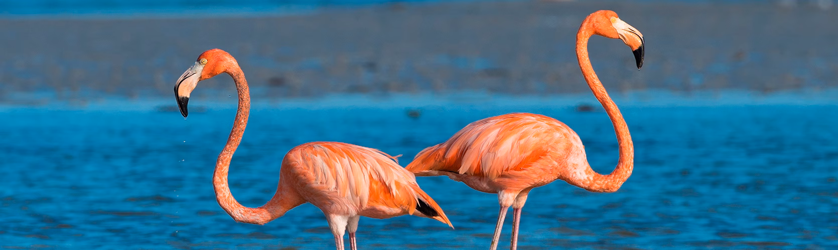 Flamingoes At Rio Lagartos Biosphere Reserve Yucatan Mexico