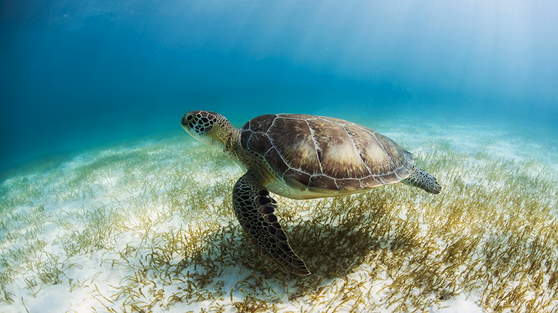 Secrets Akumal Riviera Maya