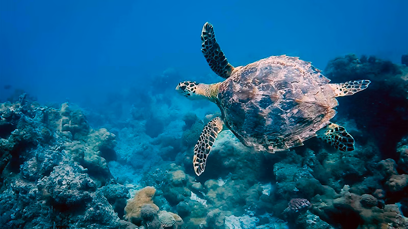 Diamonds Mapenzi Beach