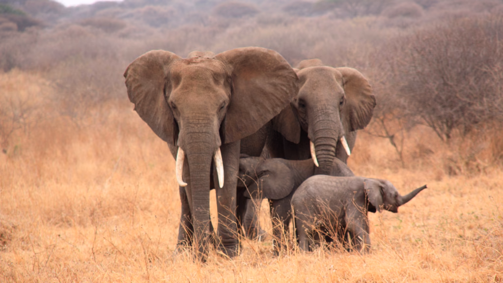 Tanzania