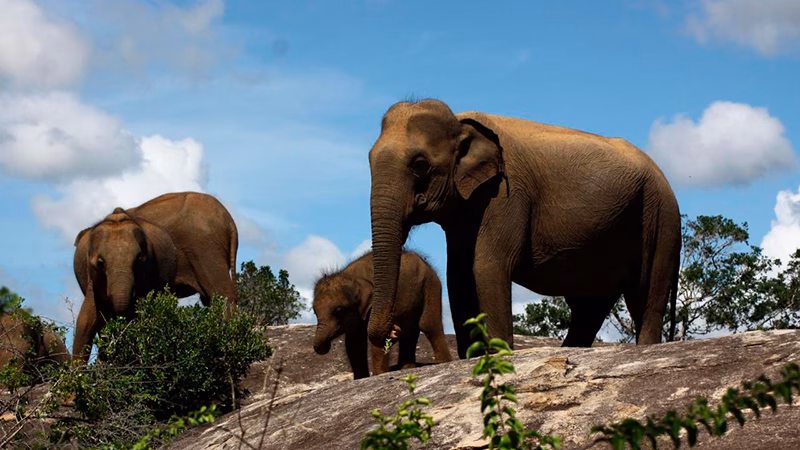 Cinnamon Wild Yala