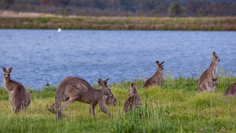 Hunter Valley Resort