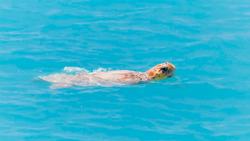 RAC Monkey Mia Dolphin Resort