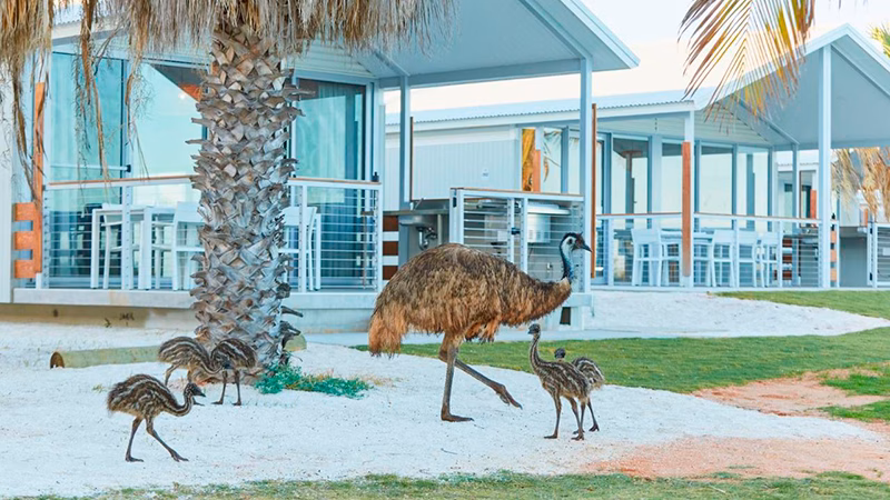 RAC Monkey Mia Dolphin Resort