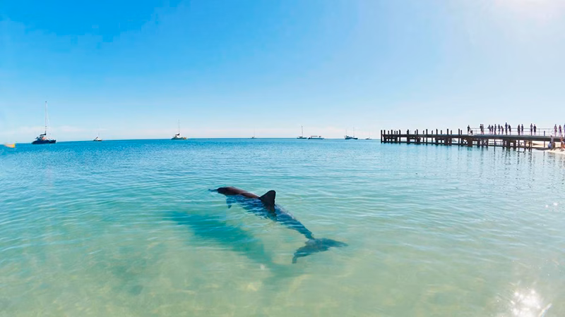 RAC Monkey Mia Dolphin Resort