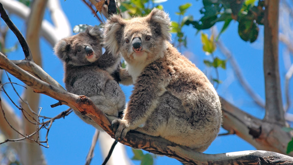 Wild Koalas Along Great Ocean Road Victoria Australia