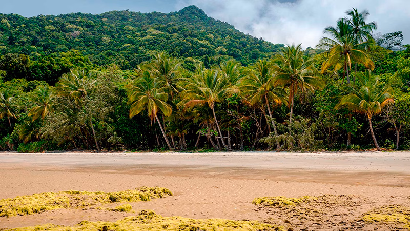 Daintree Rainforest