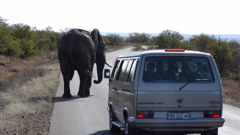 Bil Og Elefant I Kruger Park X